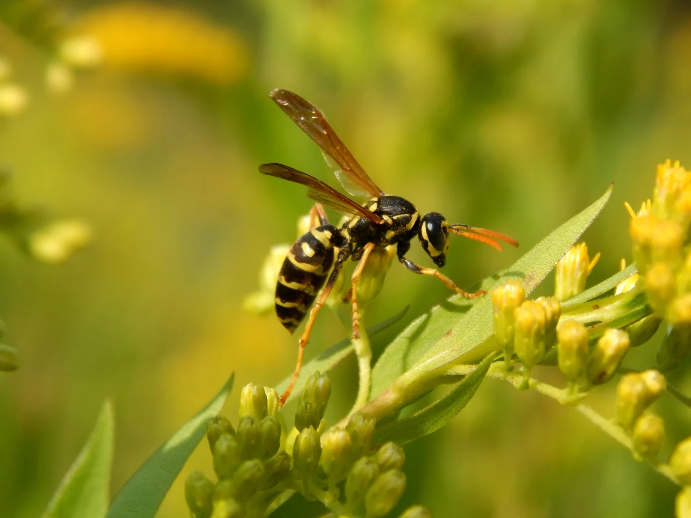 Jakie rośliny pomogą nam odstraszyć osy? Jakie rośliny pomogą nam odstraszyć osy?