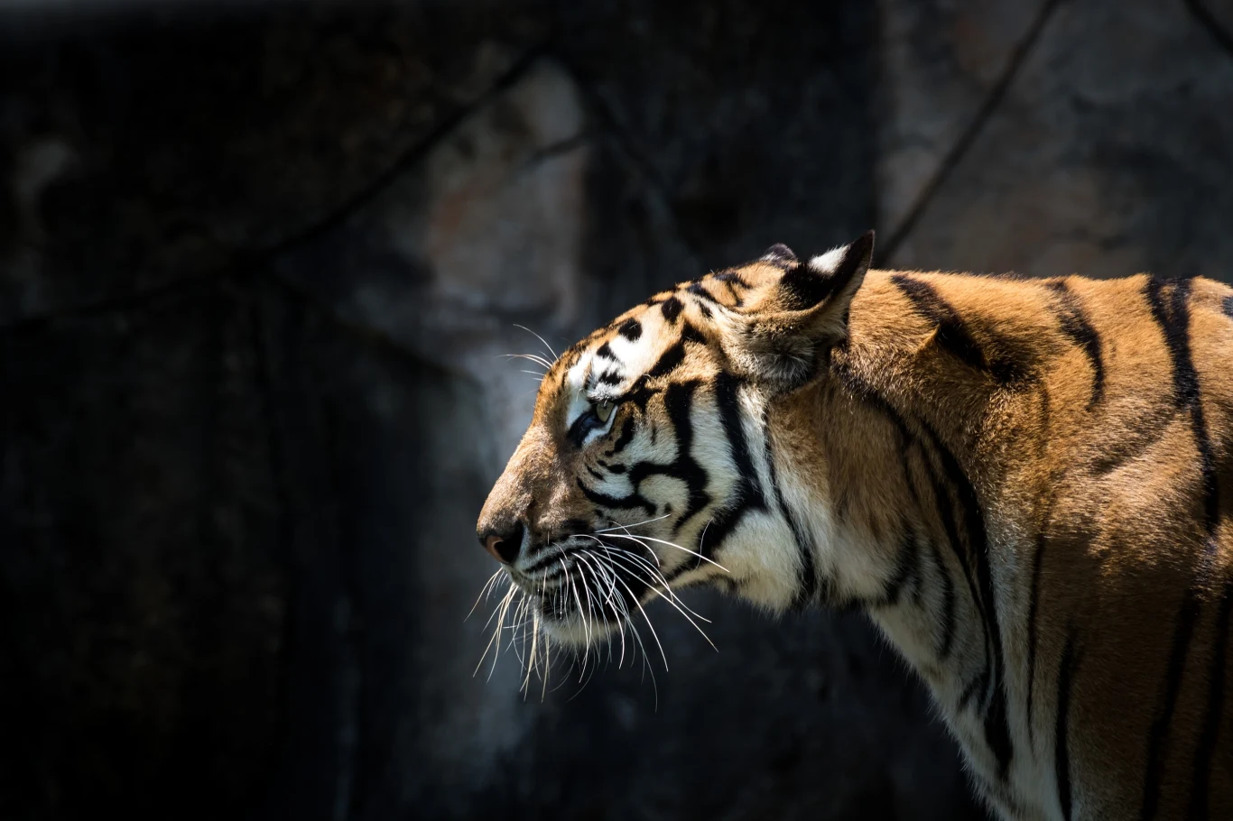 Tygrysy zniknęły z wielu obszarów Azji