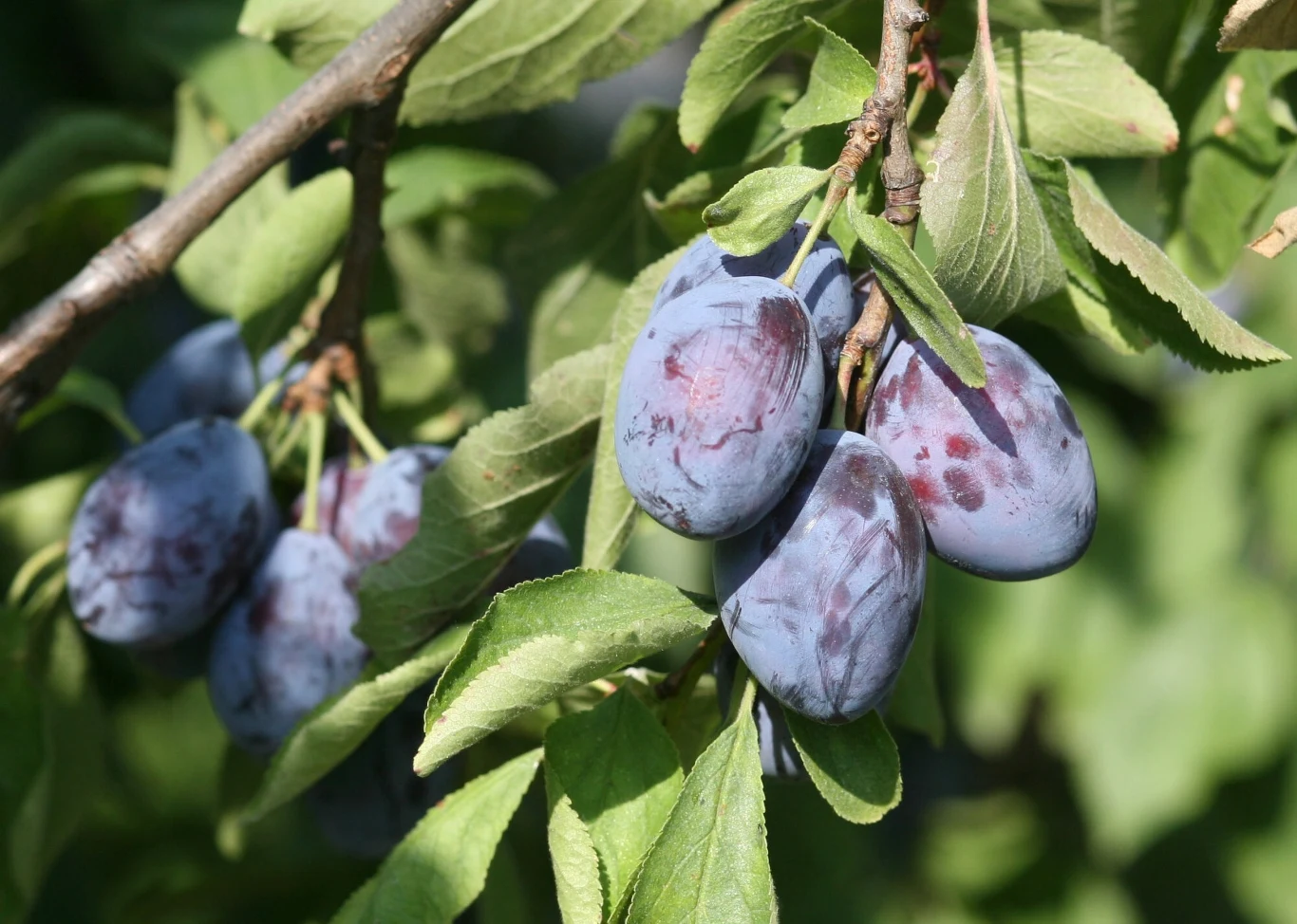 Śliwki węgierki w sadzie