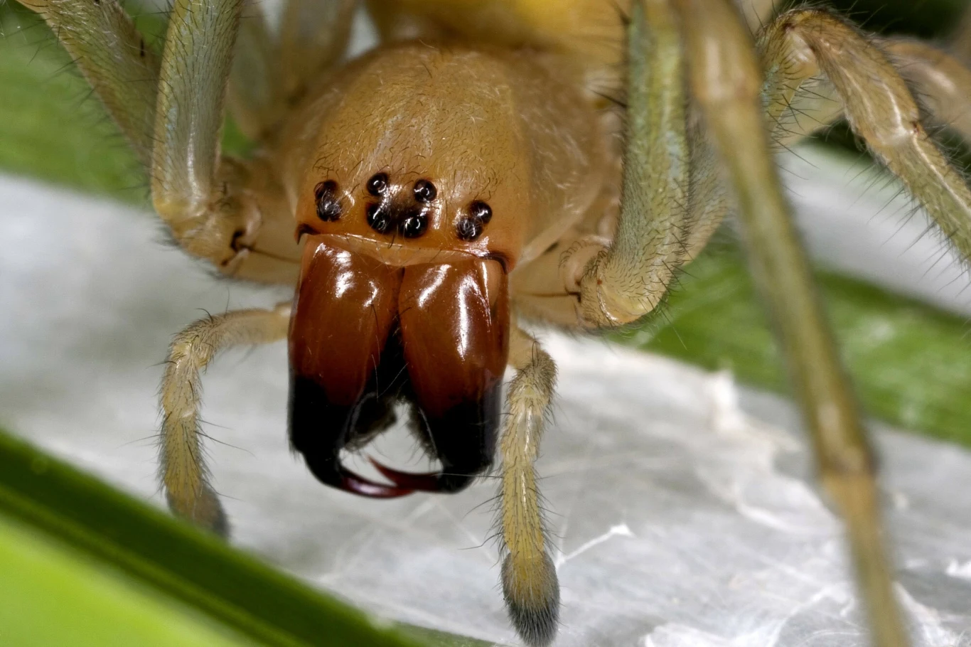 Ukąszenie przez kolczaka zbrojnego opisywane jest jako bolesne