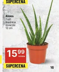 Aloes