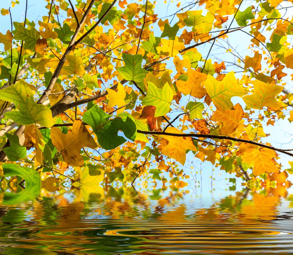 Liście Liriodendron chinense jesienią