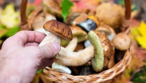 Moja babcia nigdy nie moczy grzybów. Czyści je o wiele szybciej 