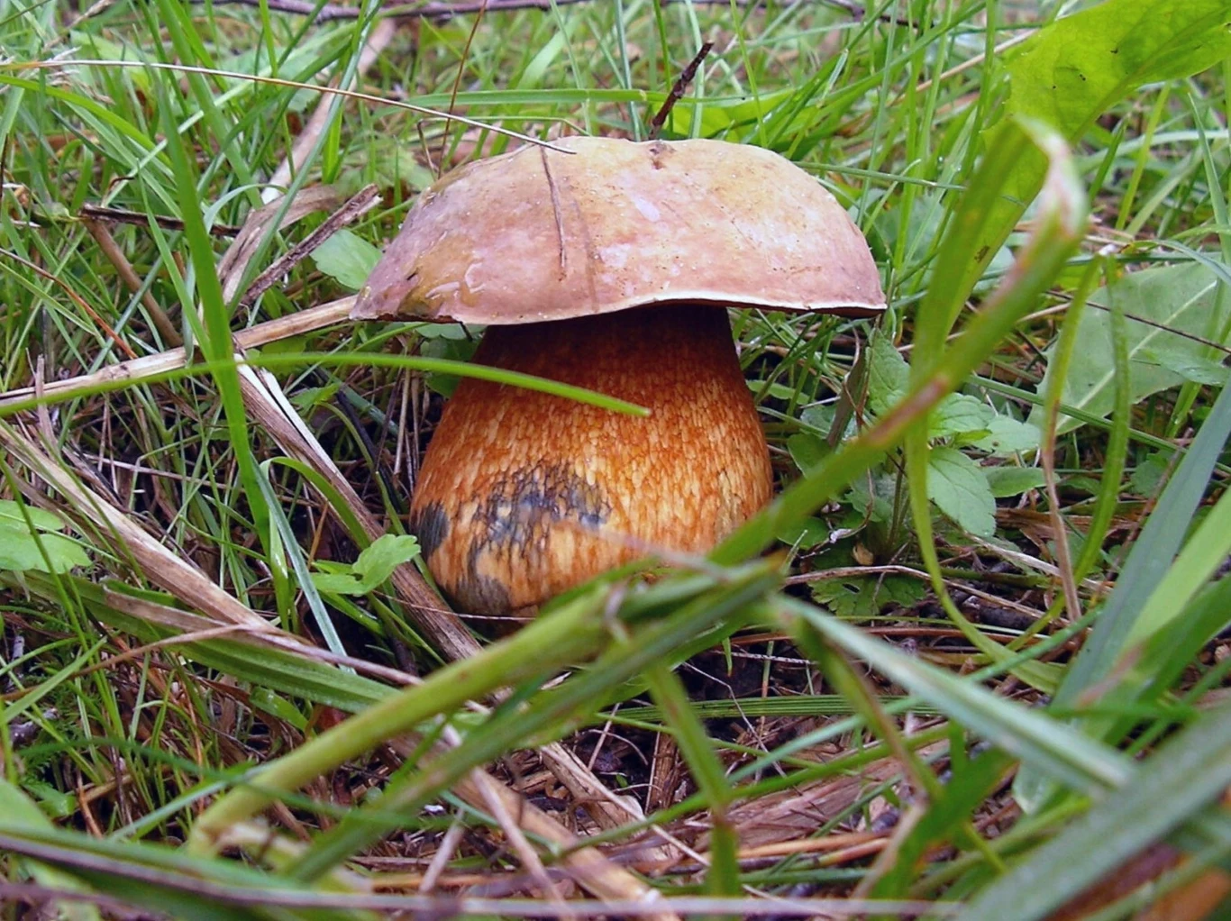 Borowik ceglastopory to smaczny jadalny grzyb, ale wiele osób nie ma o tym pojęcia Borowik ceglastopory to smaczny jadalny grzyb, ale wiele osób nie ma o tym pojęcia