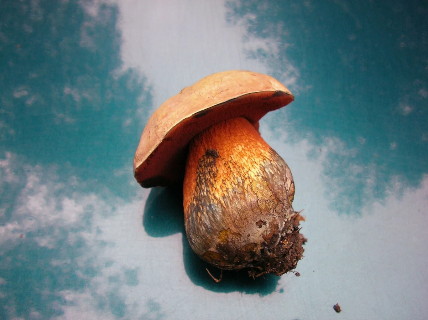 Borowik ceglastopory nie jest często zbierany przez grzybiarzy, a szkoda, bo to smaczny grzyb Borowik ceglastopory nie jest często zbierany przez grzybiarzy, a szkoda, bo to smaczny grzyb