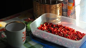 Borówka brusznica jest dobrym wyborem dla zdrowia. Można z niej robić dżemy, konfitury, soki