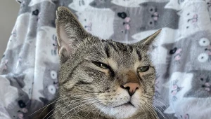 Podatek od kota. Właściciel zapłaci albo nałożą karę.