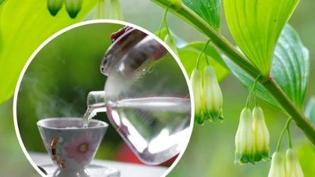 Kokoryczka to rodzaj roślin z rodziny szparagowatych | Fot. 123RF/Picsel