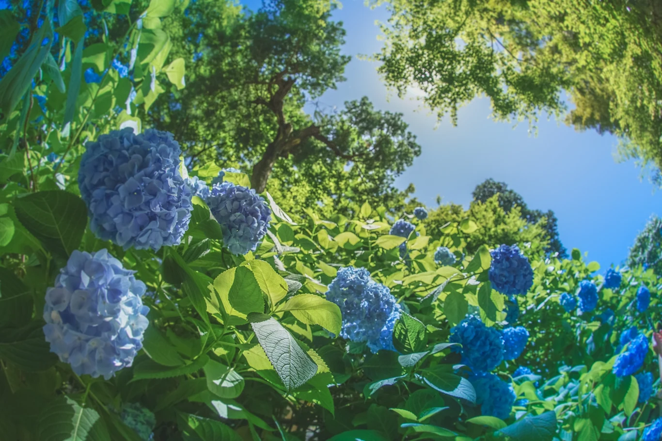 Hortensje potrafią zachwycić Hortensje potrafią zachwycić