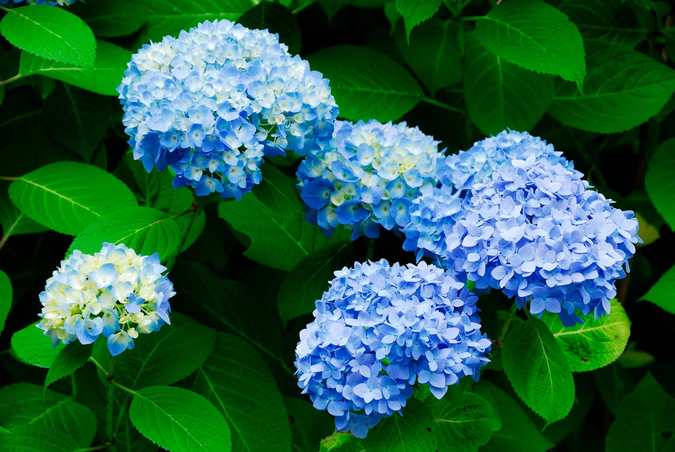 Hortensje po zimie wymagają pielęgnacji, by zakwitnąć latem. Hortensje po zimie wymagają pielęgnacji, by zakwitnąć latem.