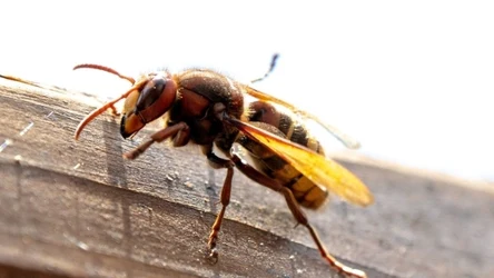 Szerszenie wiją gniazda w różnych miejscach - również pod dachami domów mieszkalnych