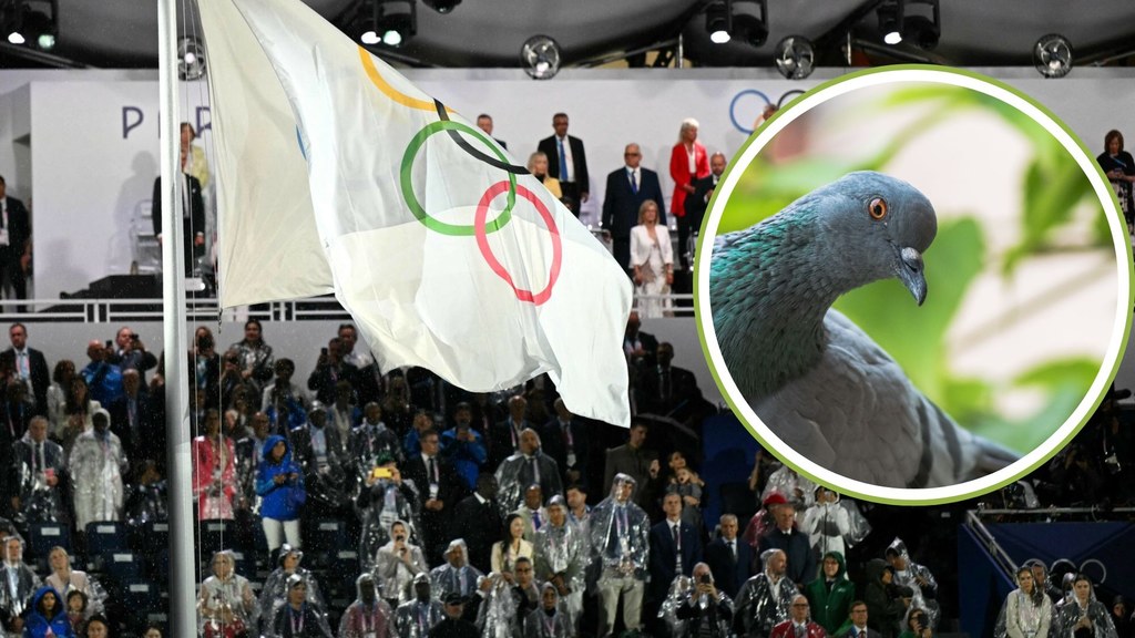 Strzelanie do żywych gołębi było konkurencją olimpijską