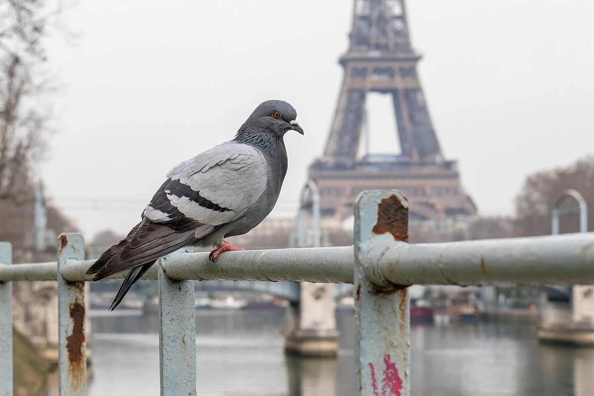 Gołąb w Paryżu