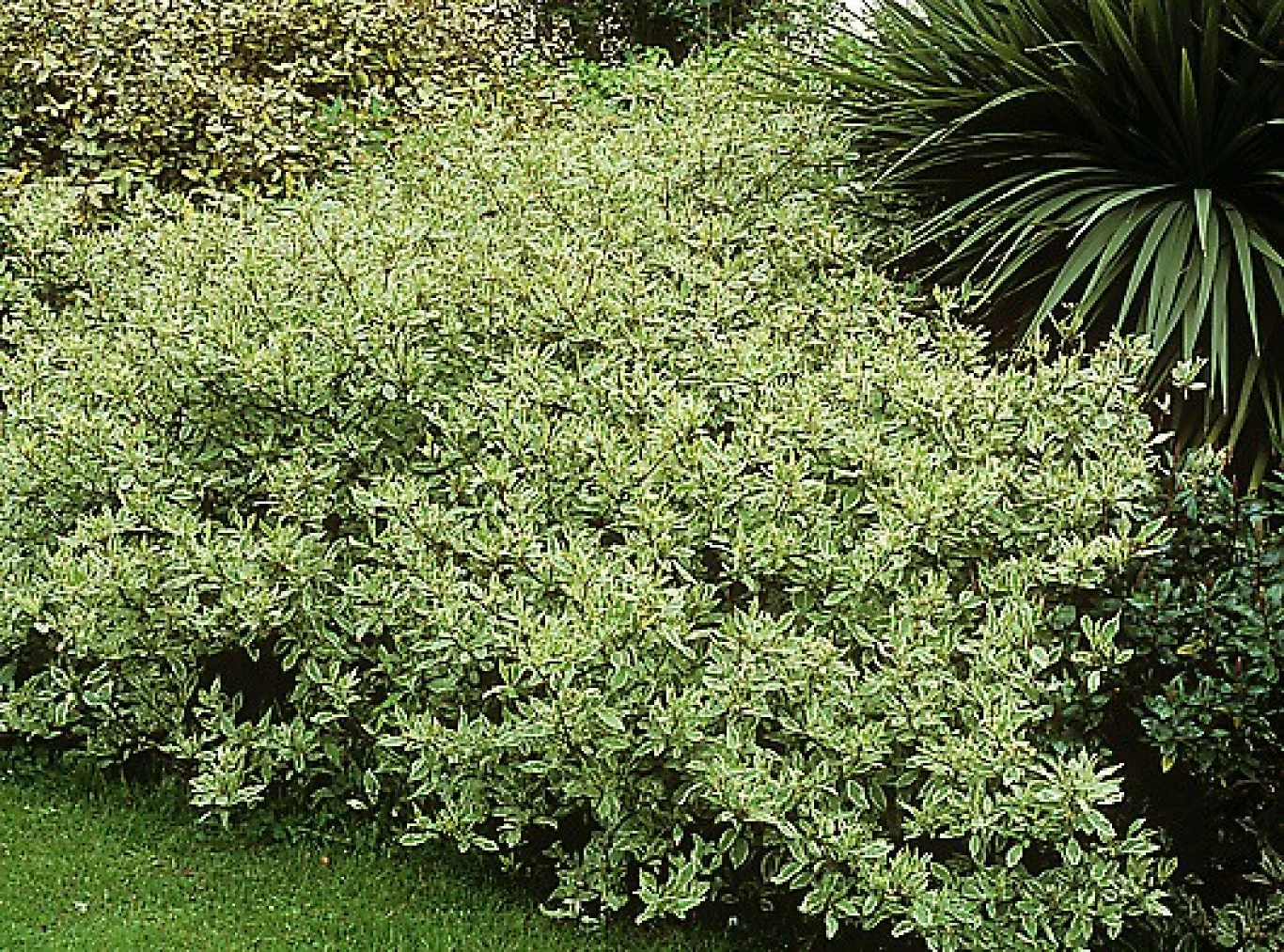 Dereń biały możesz uprawiać w formie żywopłotu albo jako pojedynczy ozdobny krzew w ogrodzie Dereń biały możesz uprawiać w formie żywopłotu albo jako pojedynczy ozdobny krzew w ogrodzie