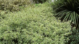 Dereń biały – krzew, który zmienia kolory przez cały rok: najpiękniejszy wybór na żywopłot