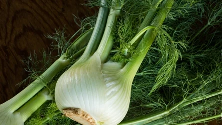 Fenkuł, czyli koper włoski - dlaczego warto go jeść?