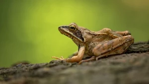 Żaby trawne rozmnażają się w polskich górach na wysokości nawet 1700 m n.p.m. To rekord