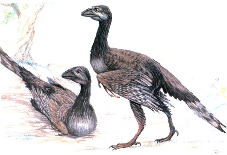 Enantiornis - ptak z epoki mezozoiku Enantiornis - ptak z epoki mezozoiku