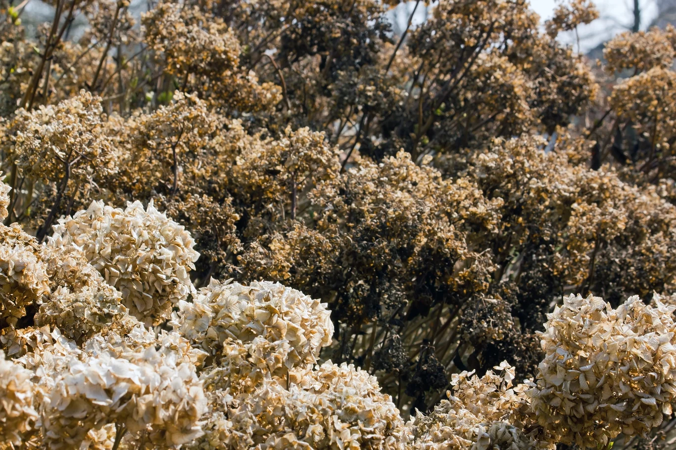 Gdy kwiaty hortensji przekwitną, nie musimy się spieszyć z ich przycinaniem. Jak powinno wyglądać usuwanie przekwitłych kwiatostanów hortensji? Gdy kwiaty hortensji przekwitną, nie musimy się spieszyć z ich przycinaniem. Jak powinno wyglądać usuwanie przekwitłych kwiatostanów hortensji?