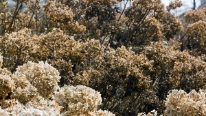 Przycinanie hortensji - kiedy to robić? Usuwanie przekwitłych kwiatostanów