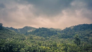 Naukowcy obawiają się, że zmiany klimatyczne zwiększają śmiertelność drzew