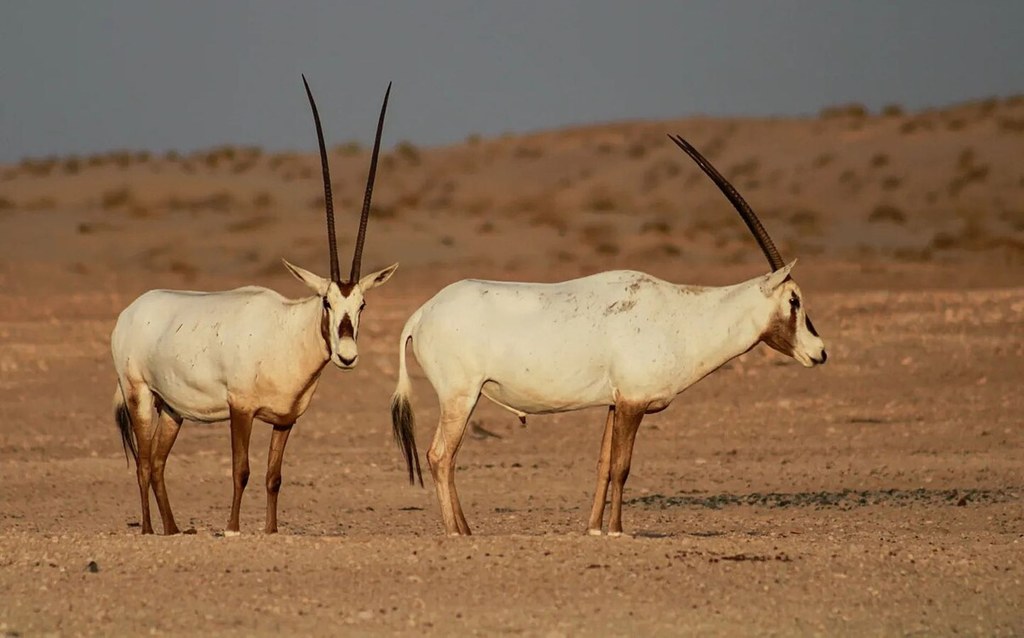 Oryks arabski na pustyni w Zjednoczonych Emiratach Arabskich