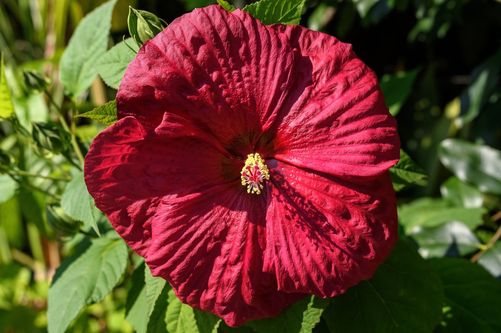 Hibiskus bagienny ma imponujące kwiaty.