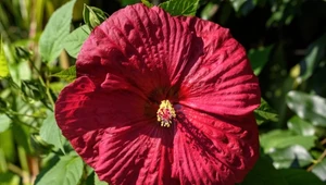 Hibiskus bagienny ma imponujące kwiaty.