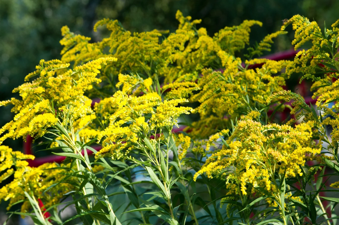 Uprawa nawłoci w małym ogrodzie może być bardzo problematyczna