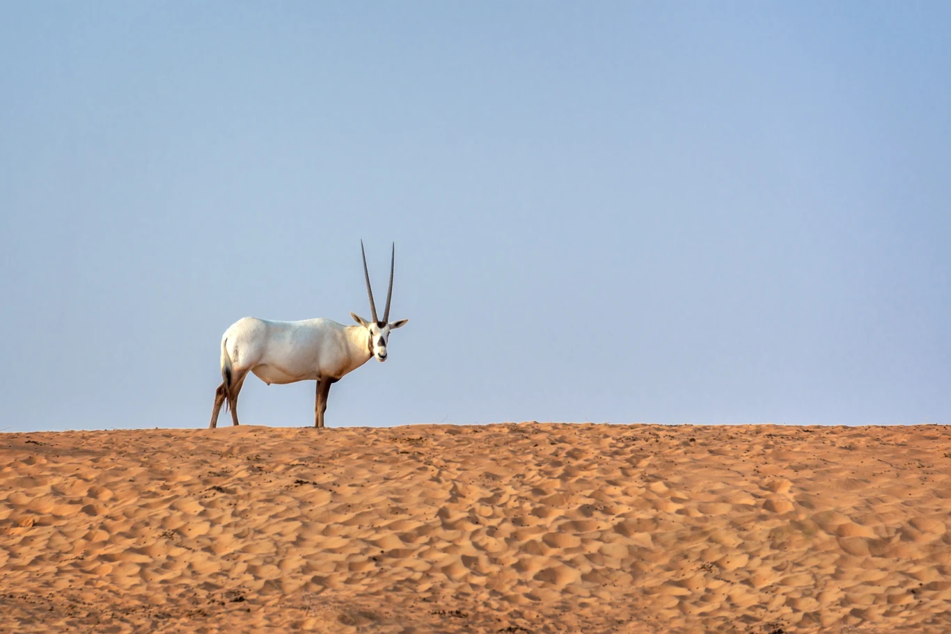 Piękny oryks arabski widziany z daleka