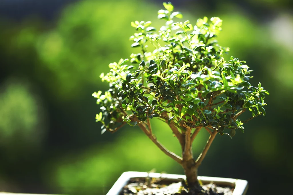 Bonsai Syzygium nie tylko pięknie wygląda, ale również ładnie pachnie 