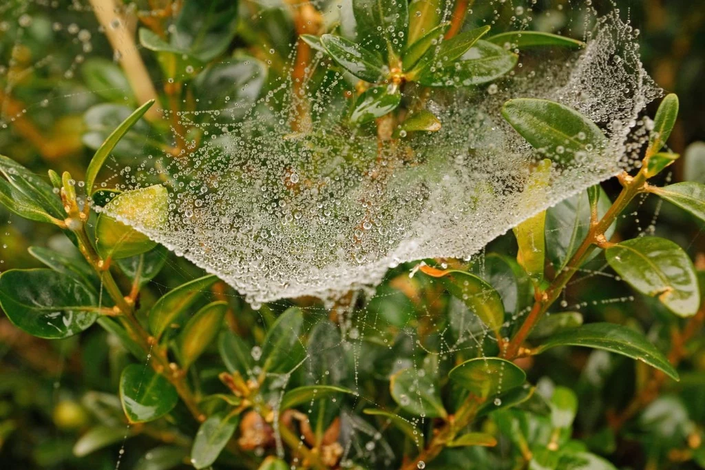 Ćma bukszpanowa to gatunek motyla nocnego i zmora polskich ogrodników