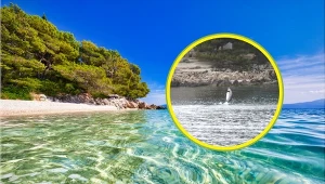 Ostrzegają ludzi przed delfinem. "Obserwujemy tego osobnika od dwóch lat"