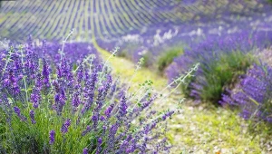 Lawendowe Wzgórza w Szczawnicy. Nowa atrakcja w Małopolsce