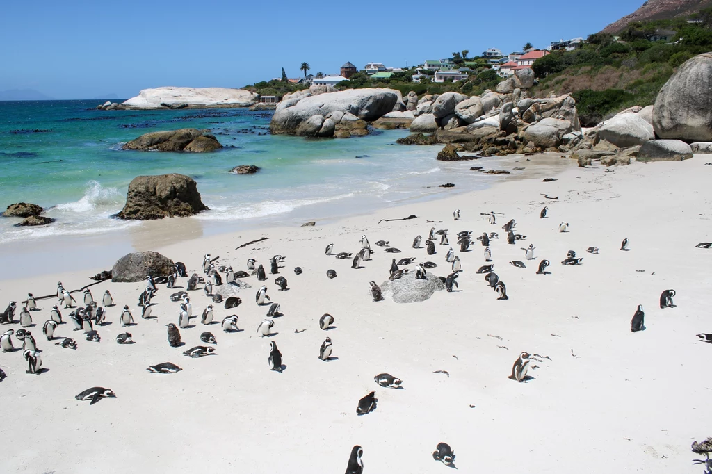 Na malowniczej Boulders Beach możemy podziwiać pingwiny w ich naturalnym środowisku