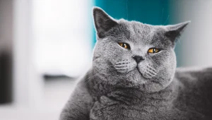 Czy wiesz, że energia kotów o konkretnym umaszczeniu może wpływać na dobrobyt w domu?