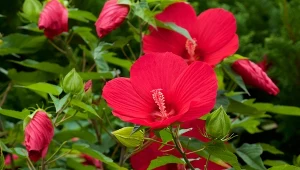 Te kwiaty to ozdoba każdego ogrodu. Są większe od dłoni