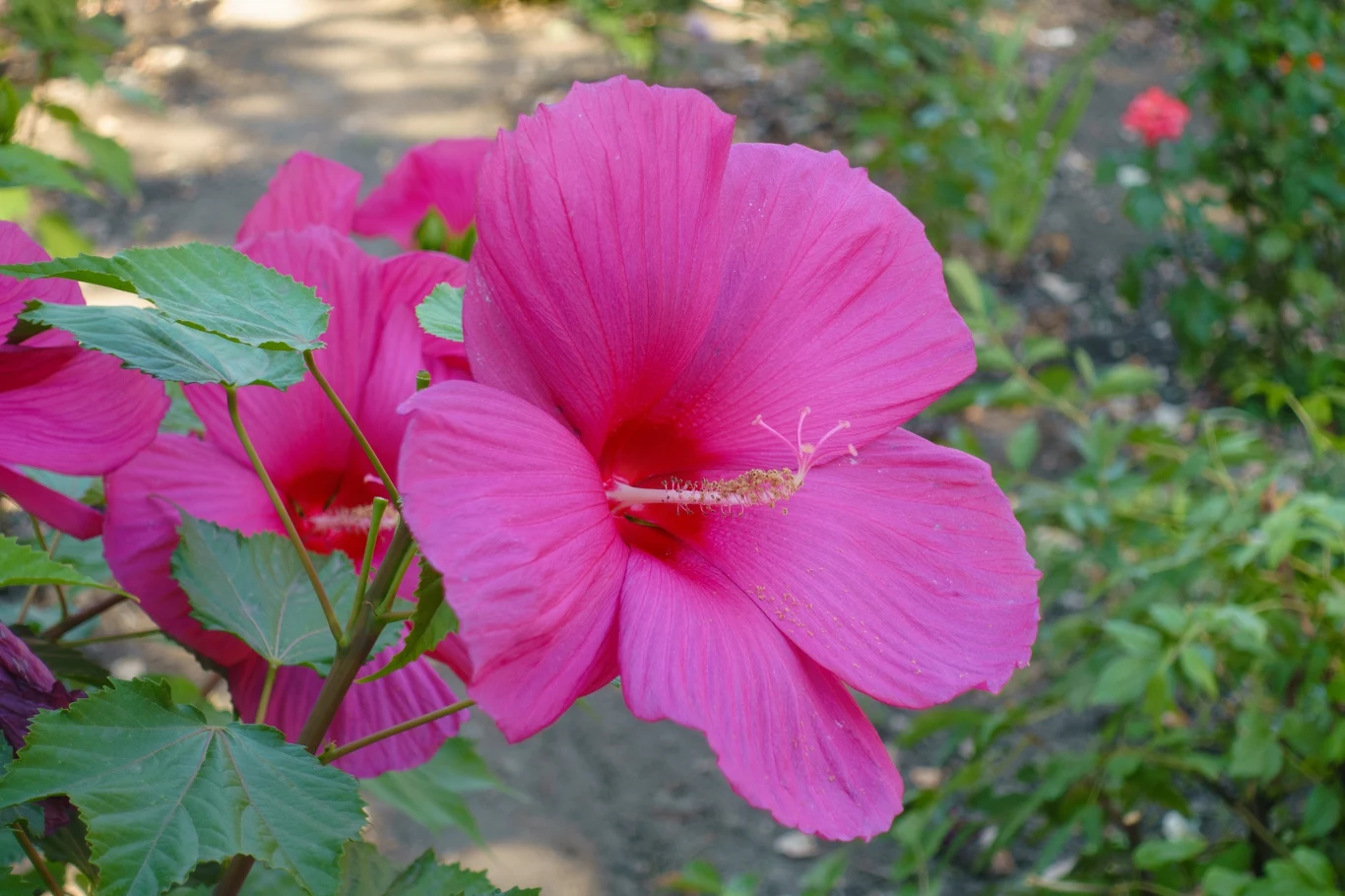 Średnica kwiatów hibiskusa bagiennego może wynosić nawet 30 cm. 