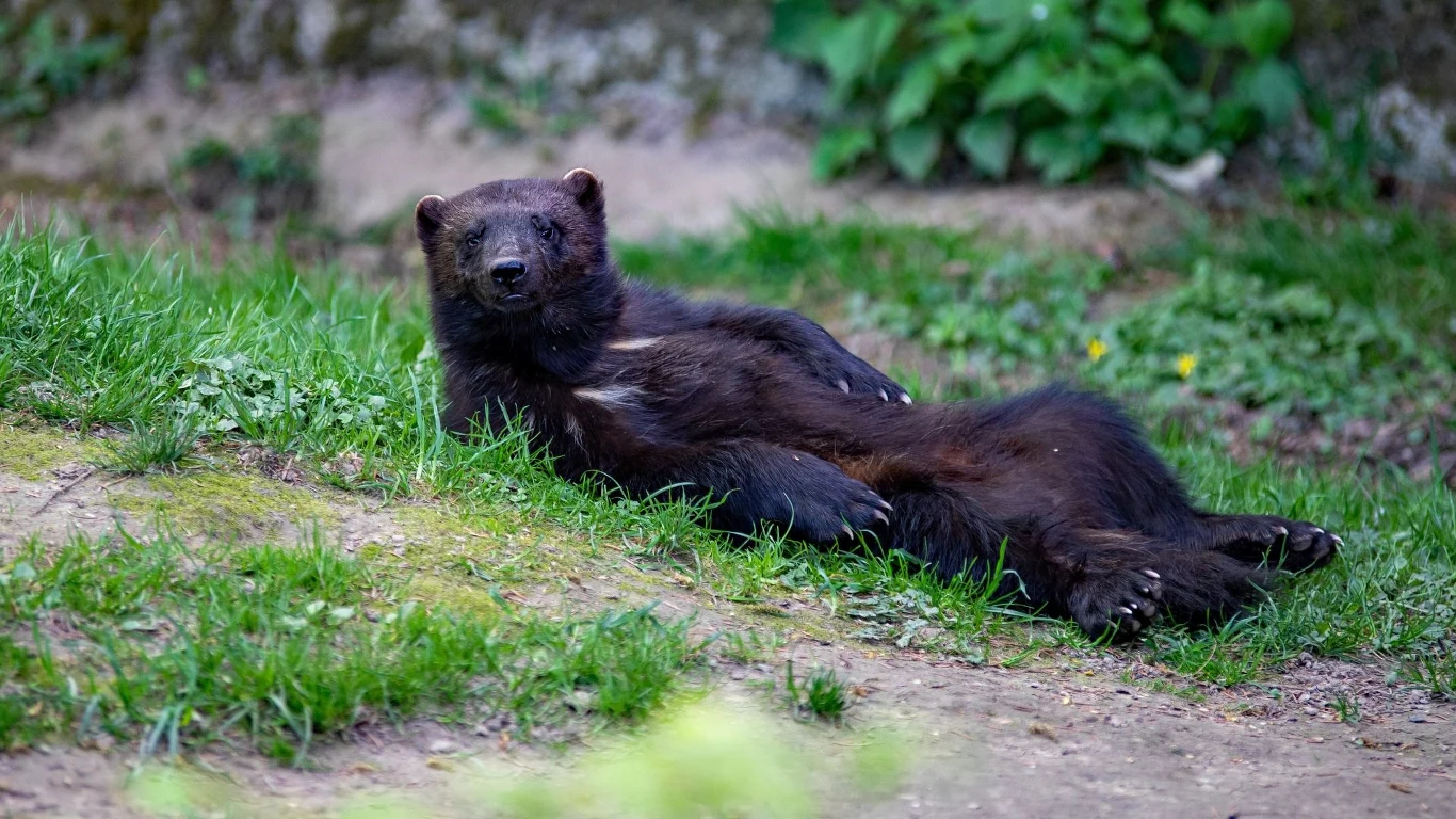Colorado Parks and Wildlife planuje znaleźć nowy dom dla maksymalnie 45 rosomaków Colorado Parks and Wildlife planuje znaleźć nowy dom dla maksymalnie 45 rosomaków