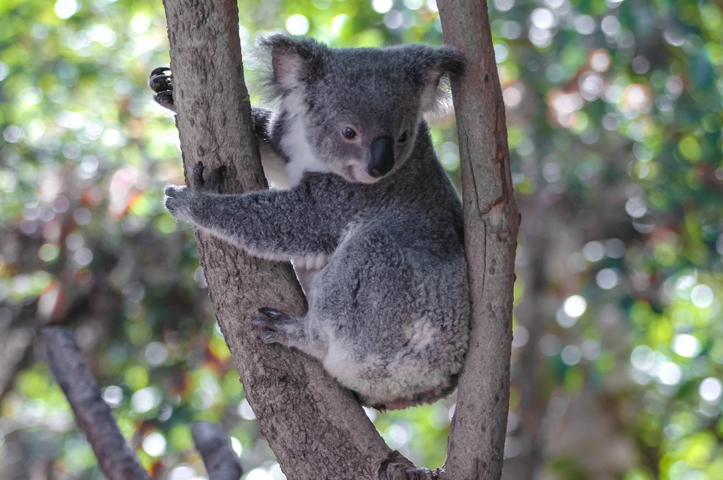 Koala szuka cienia w australijskim cieniu