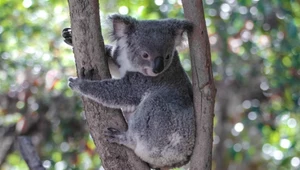 Koala szuka cienia w australijskim cieniu