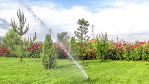 Pielęgnacja trawnika przed urlopem i po urlopie. Podlewanie i koszenie