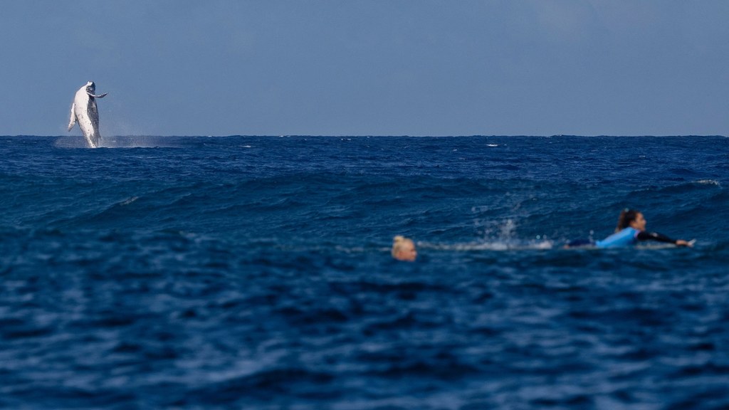 Wtorkowe zawody olimpijskie w surfingu na Tahiti przerwał zaskakujący gość. Nagle z wody wyskoczył ogromny humbak