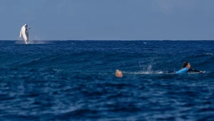 Nietypowa sytuacja na igrzyskach. Humbak dołączył do zawodów w surfingu