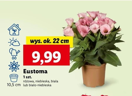 Eustoma Ok.