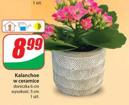 Kalanchoe