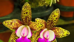 Ta odmiana storczyków pachnie najładniej. Musisz mieć je na swoim parapecie