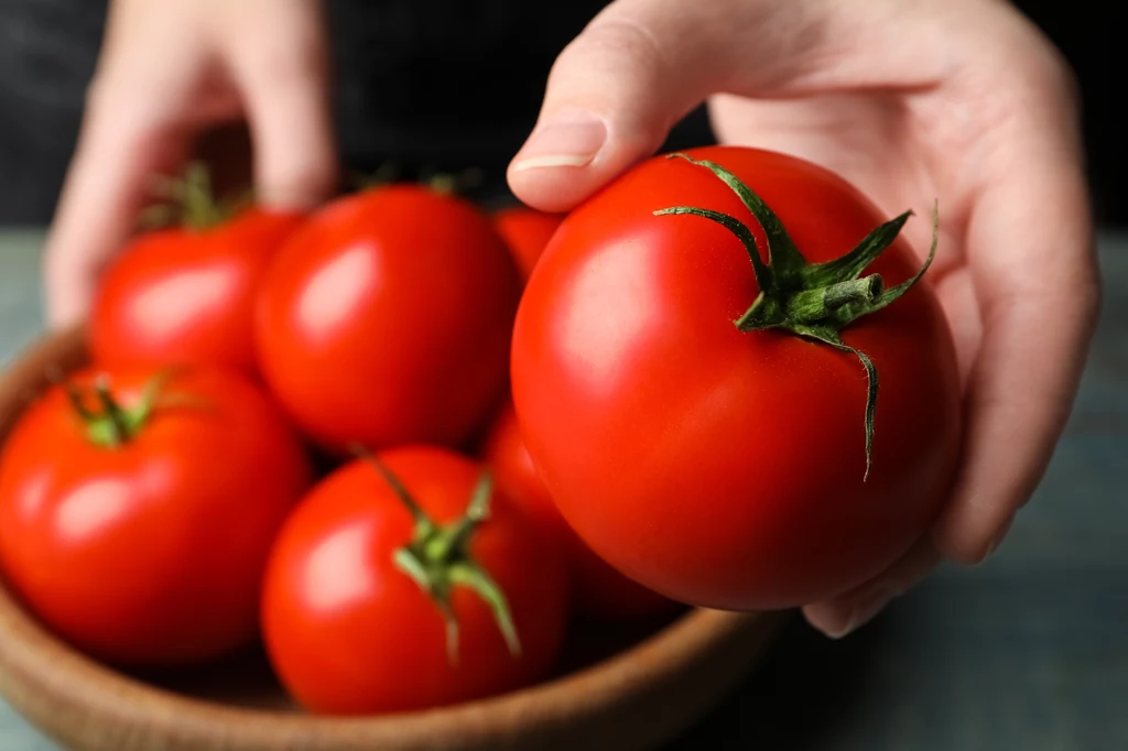 Niska temperatura nie sprzyja pomidorom