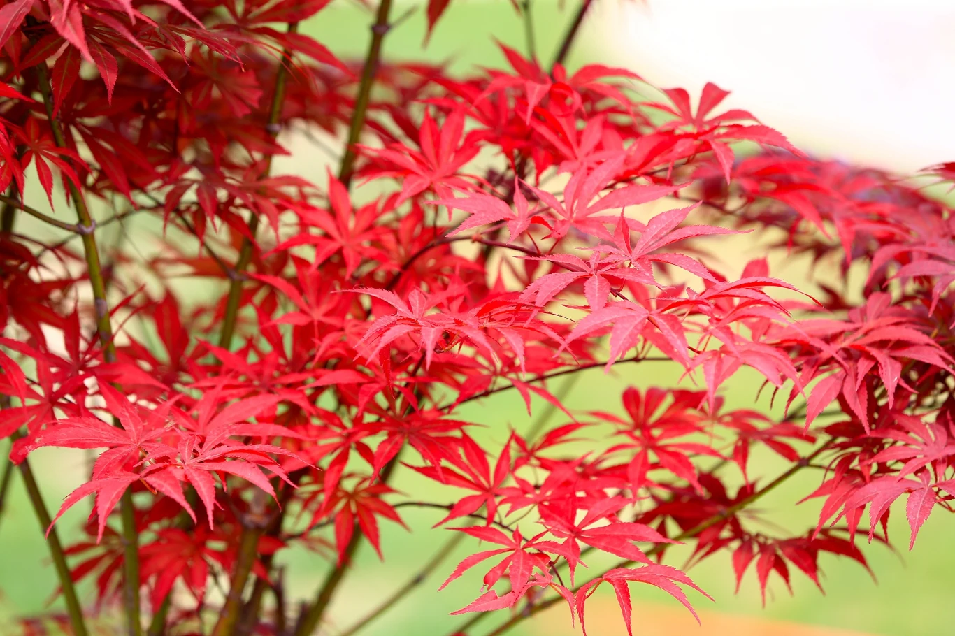 Klon palmowy i wrzosy to piękna, jesienna kompozycja. 