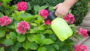 Chcesz, by hortensje bujnie kwitły? Podsypuj je tym środkiem